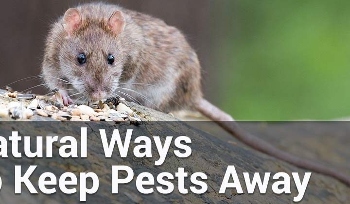 Home Living Tips: How To Keep Pests Out
