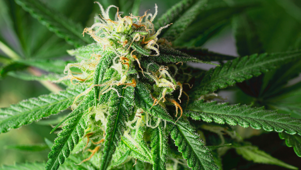 8 Mistakes That Can Ruin Your Marijuana Autoflower Yields