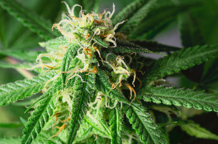 8 Mistakes That Can Ruin Your Marijuana Autoflower Yields