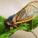 Common Pests and How to Control Them