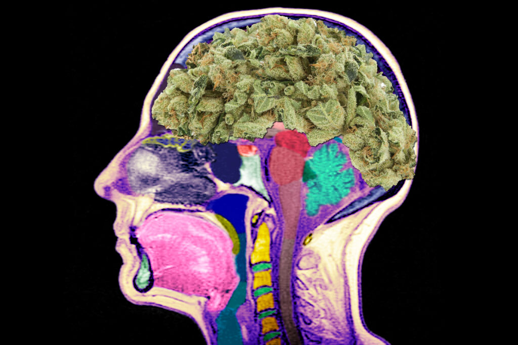 What are the Results of Weed Maltreatment on your Cerebrum?