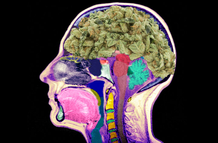 What are the Results of Weed Maltreatment on your Cerebrum?