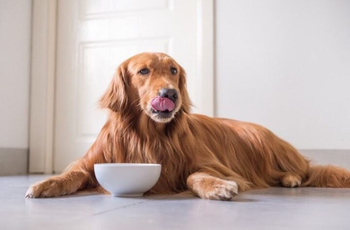 Ingredients for Dog Nutrition