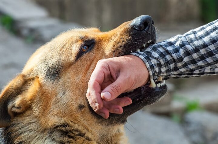 Dog Bite Attack Law
