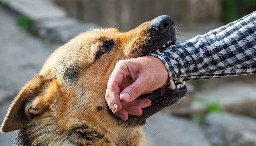 Dog Bite Attack Law