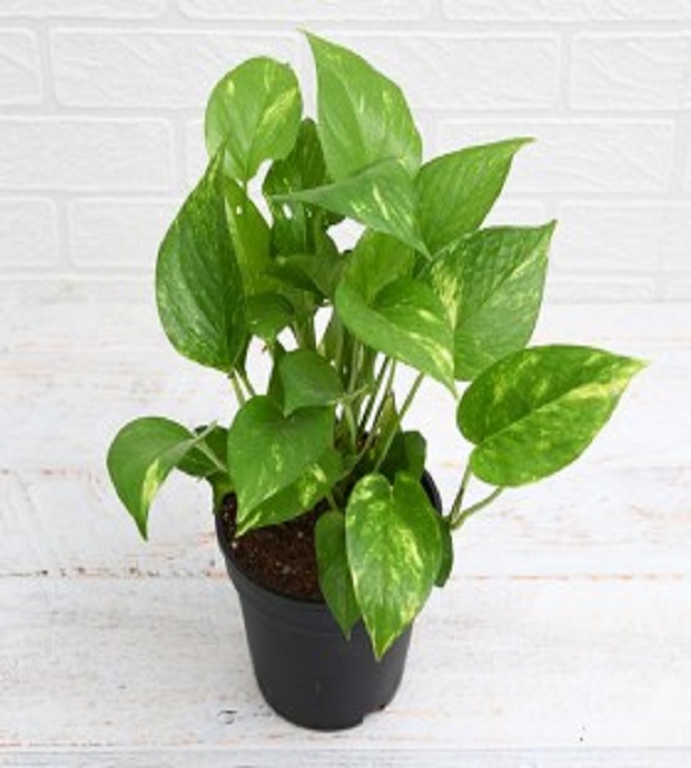 Money Plant