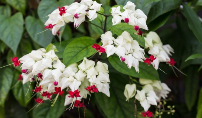 Bleeding Heart Vine