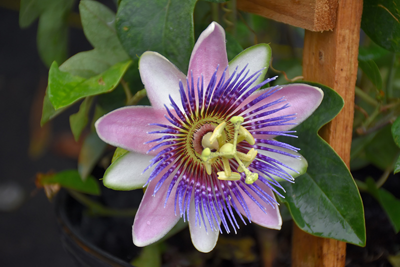 Passionflower