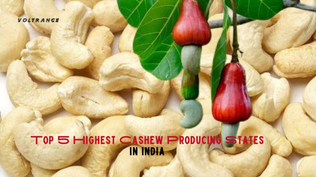 Top 5 Highest Cashew Producing States in India