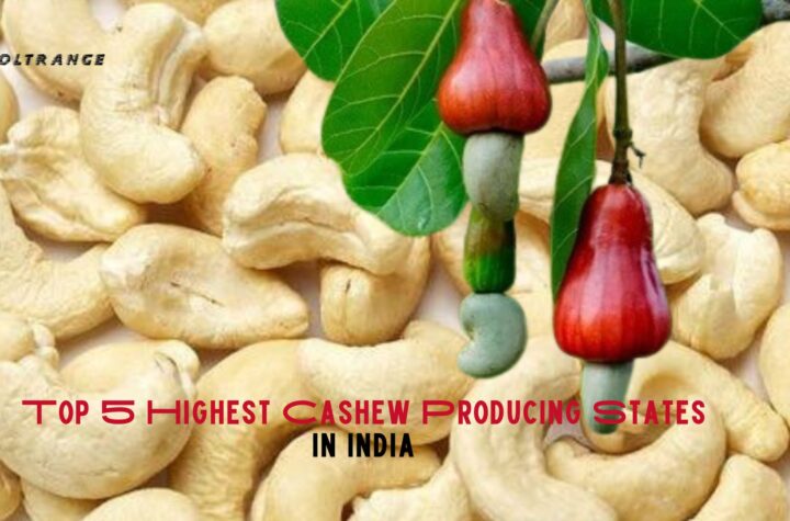 Top 5 Highest Cashew Producing States in India