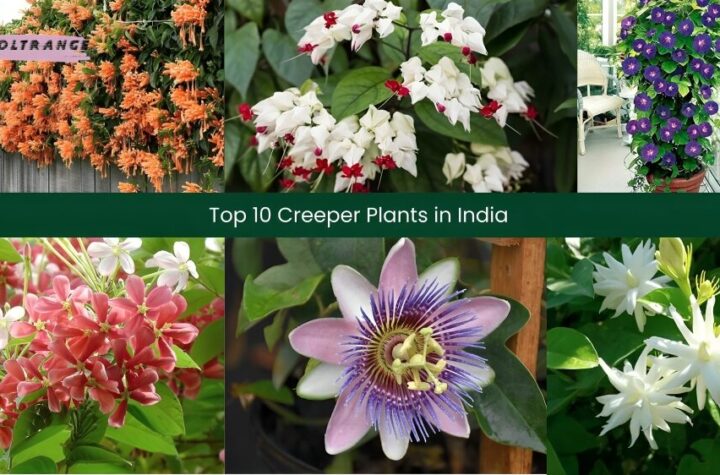 Creeper Plants in India