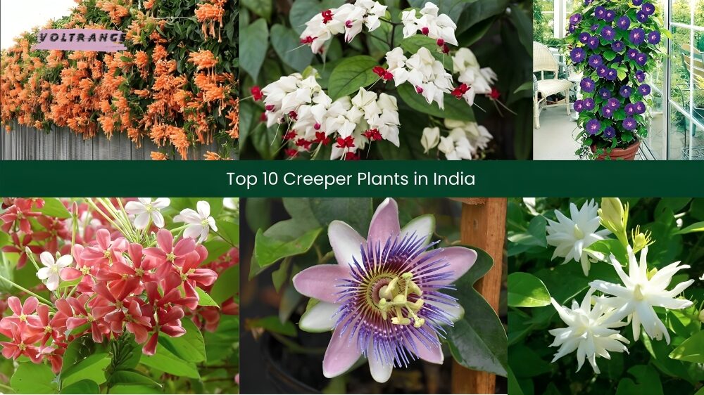 Creeper Plants in India