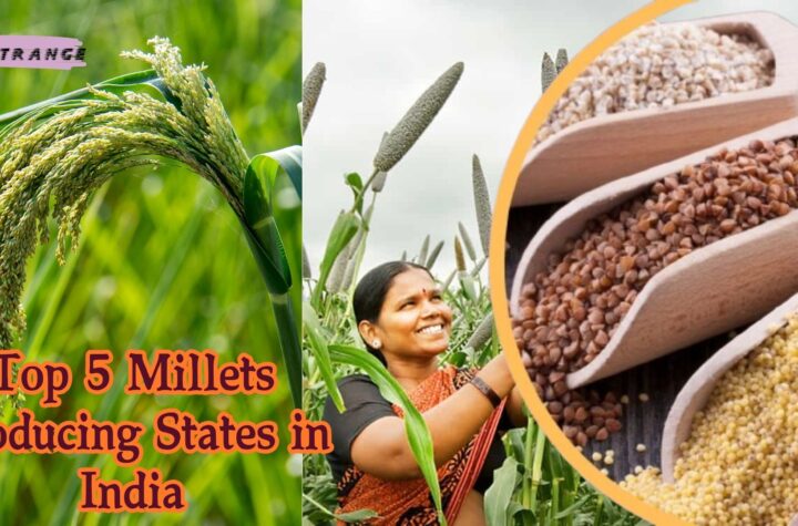 Top 5 Millets Producing States in India