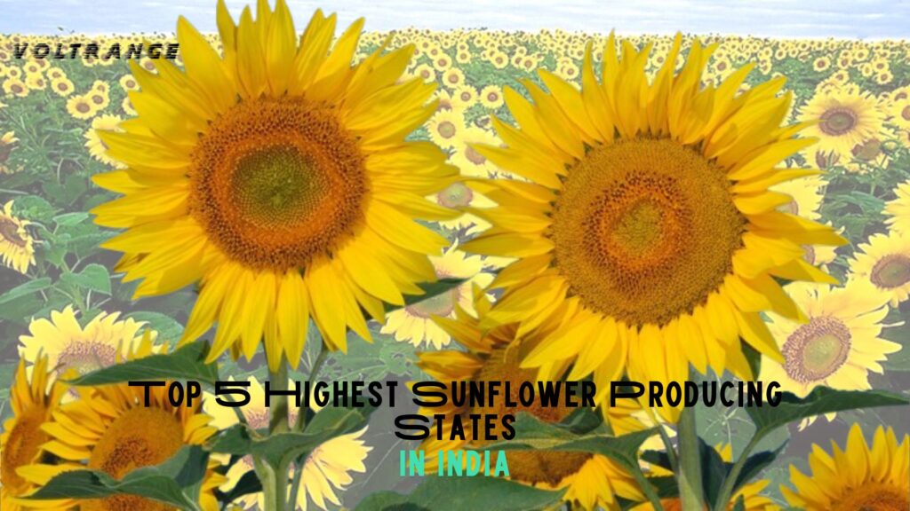 Top 5 Highest Sunflower Producing States in India