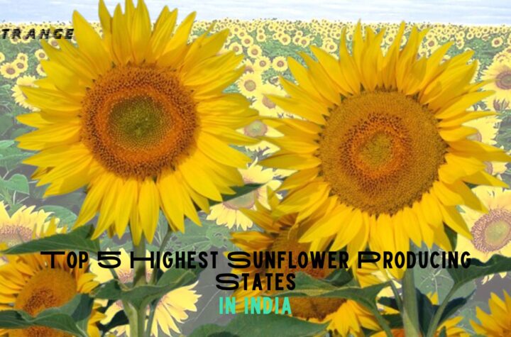 Top 5 Highest Sunflower Producing States in India