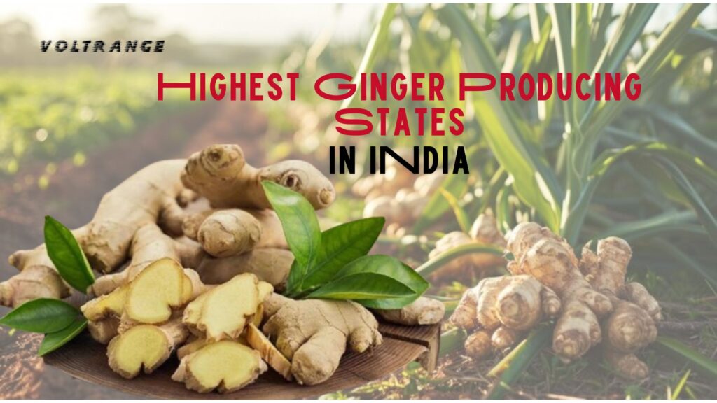 Highest Ginger Producing States in India