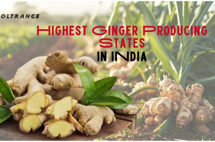 Highest Ginger Producing States in India