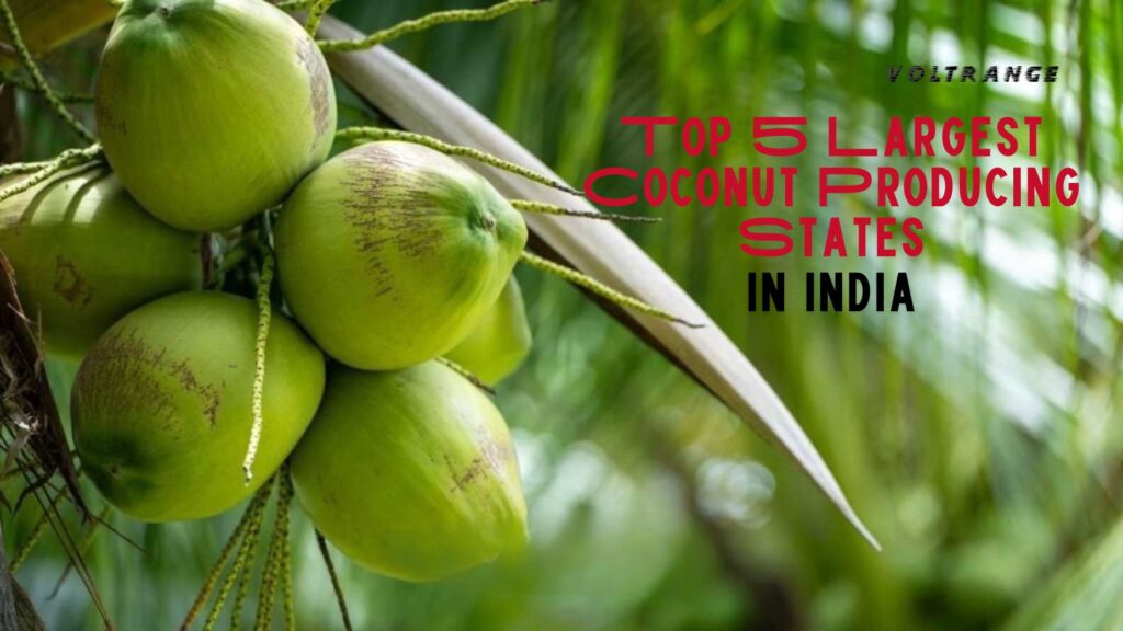 Top 5 Largest Coconut Producing States in India