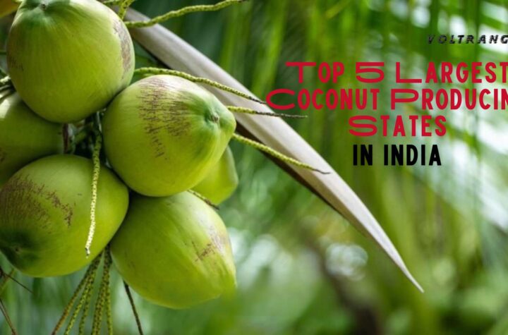 Top 5 Largest Coconut Producing States in India