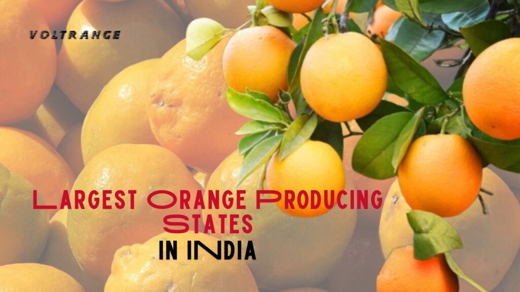 Largest Orange Producing States in India