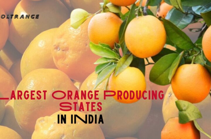 Largest Orange Producing States in India