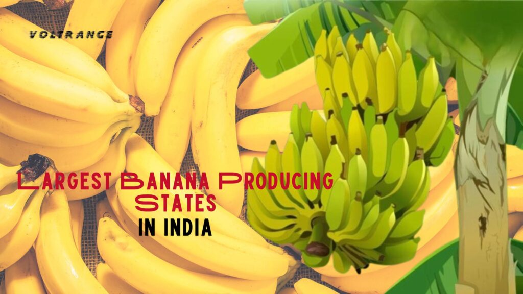 Largest Banana Producing States in India