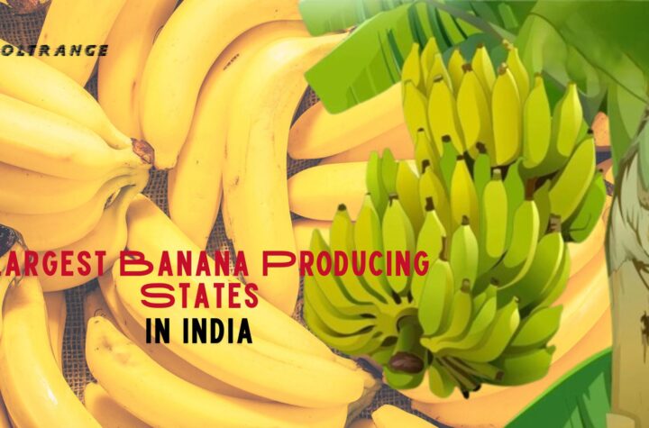 Largest Banana Producing States in India