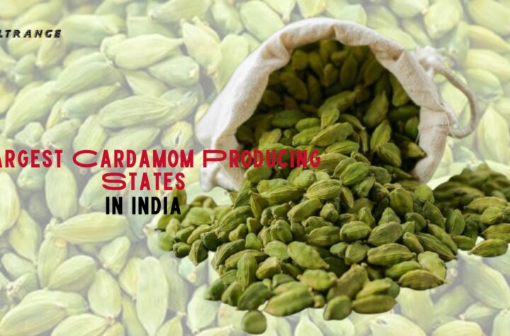 Largest Cardamom Producing States in India