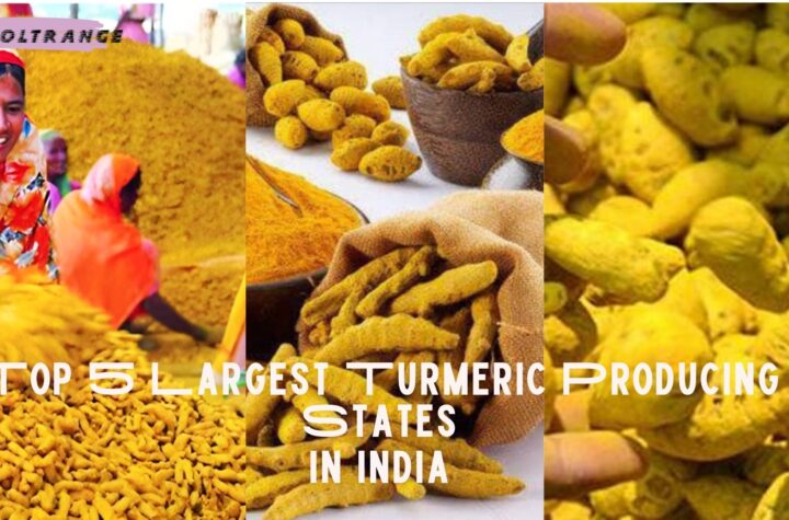 Top 5 Largest Turmeric Producing States in India