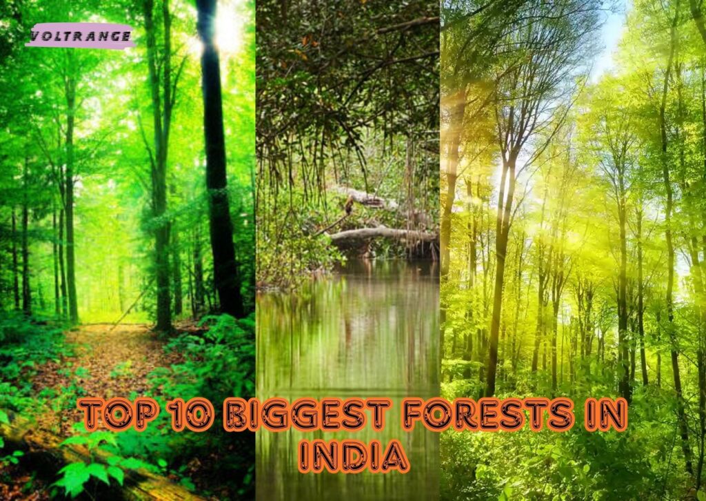 Top 10 Biggest Forests in India