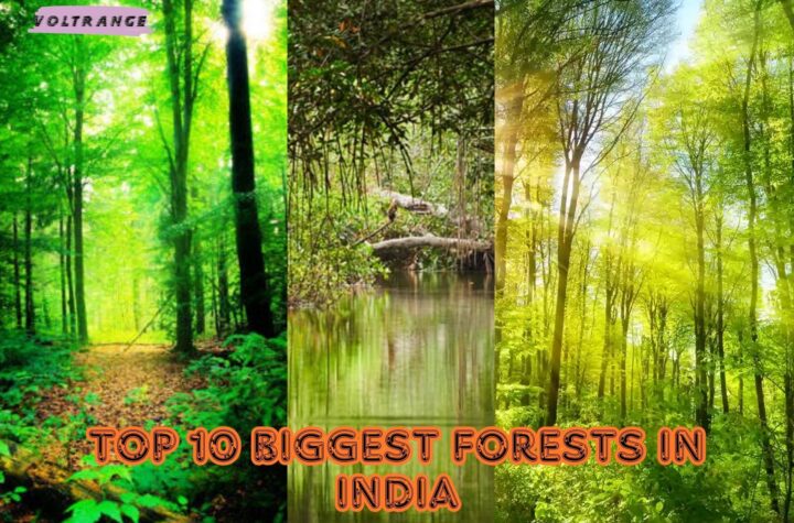 Top 10 Biggest Forests in India