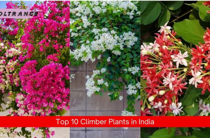 Climber Plants in India