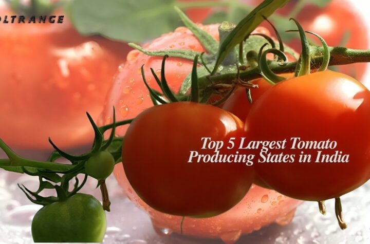 Top 5 Largest Tomato Producing States in India