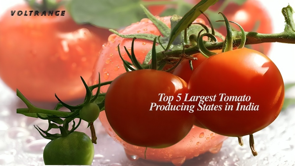 Top 5 Largest Tomato Producing States in India