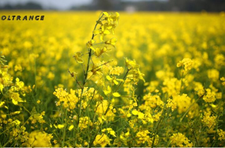 Highest Mustard Producing States in India