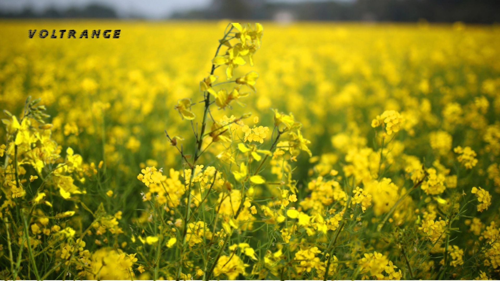 Highest Mustard Producing States in India