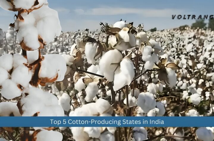 Top 5 Cotton-Producing States in India