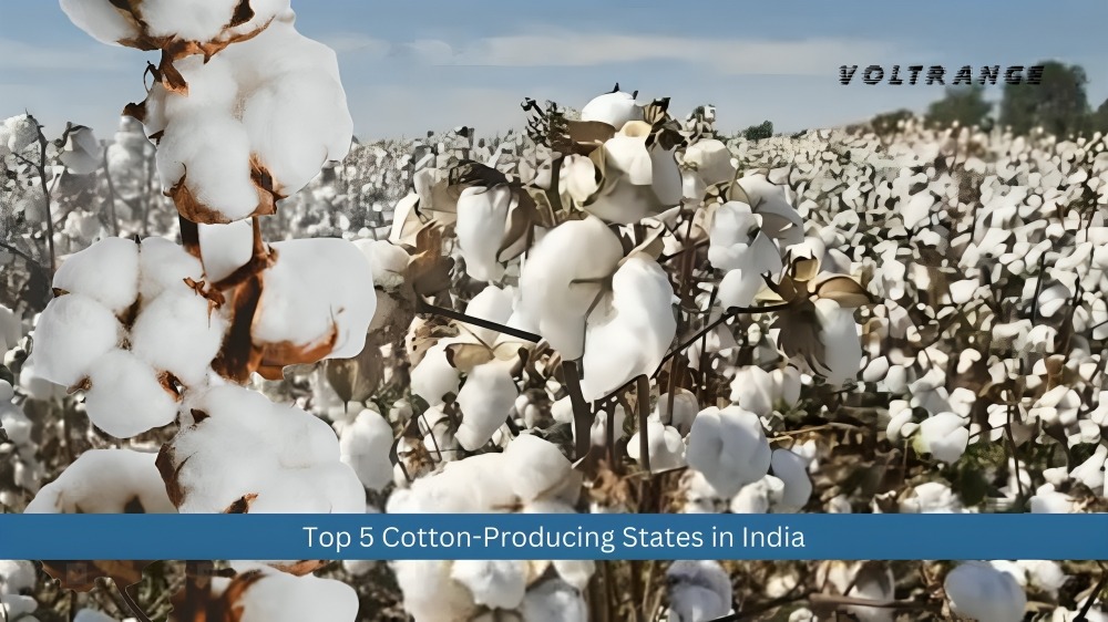 Top 5 Cotton-Producing States in India