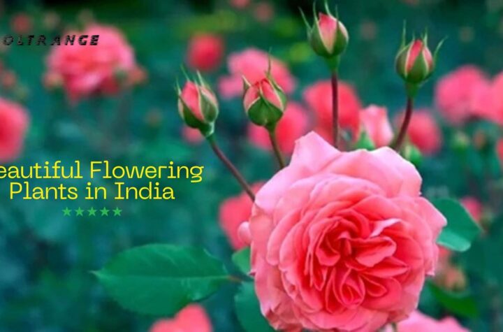 Beautiful Flowering Plants in India