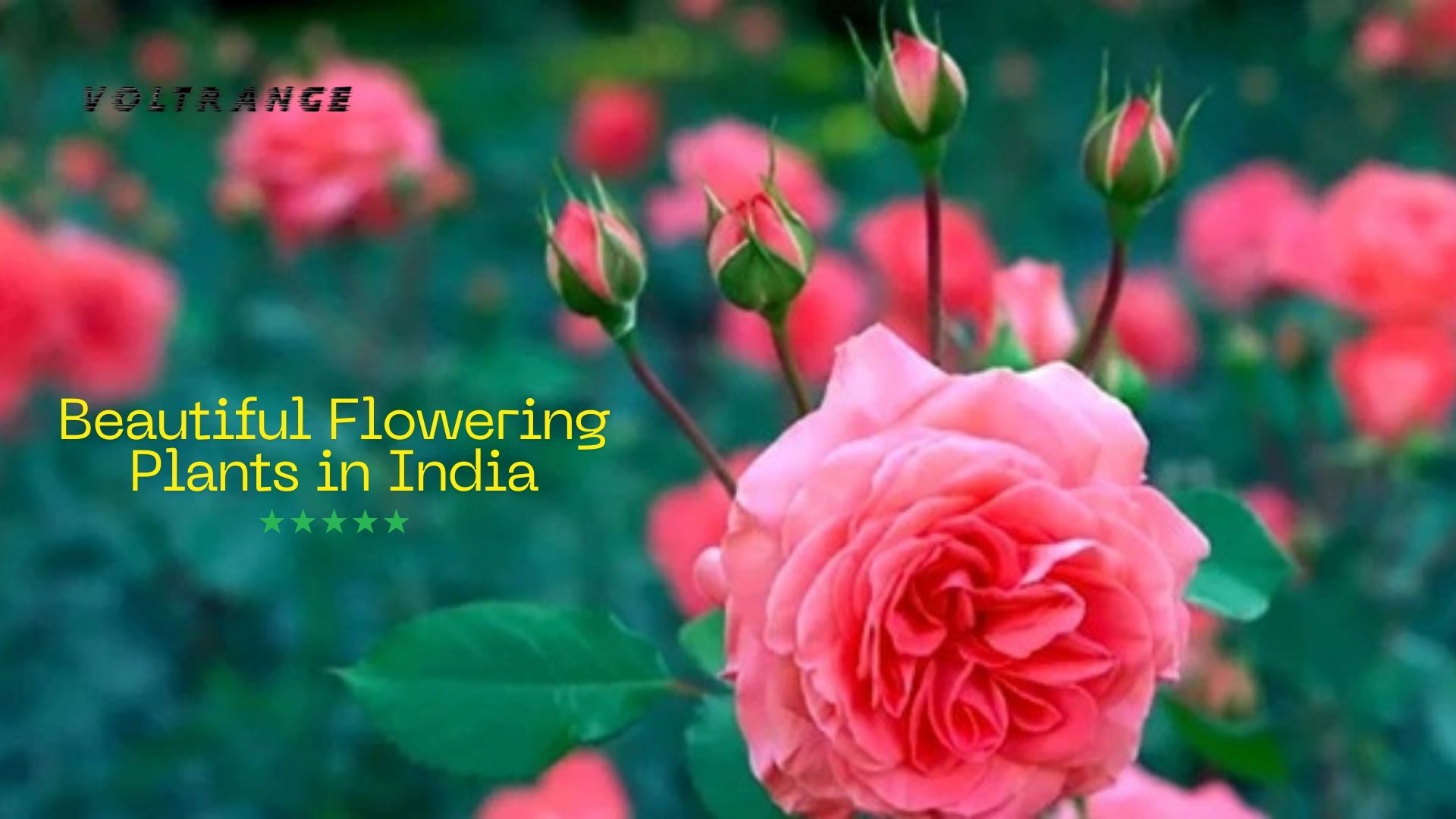 Beautiful Flowering Plants in India