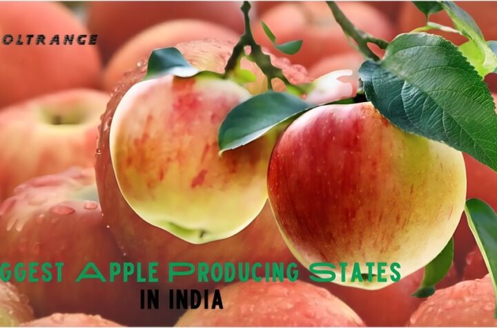 Biggest Apple Producing States in India